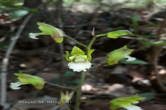 Eulophia spectabilis